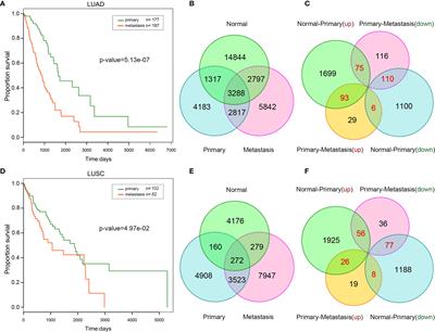 Identification of Primary and Metastatic Lung Cancer-Related lncRNAs and Potential Targeted Drugs Based on ceRNA Network